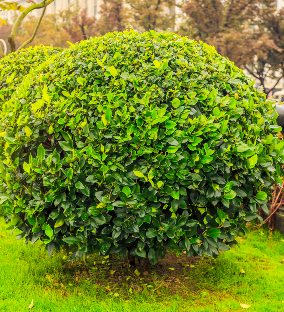 Landscape Maintenance